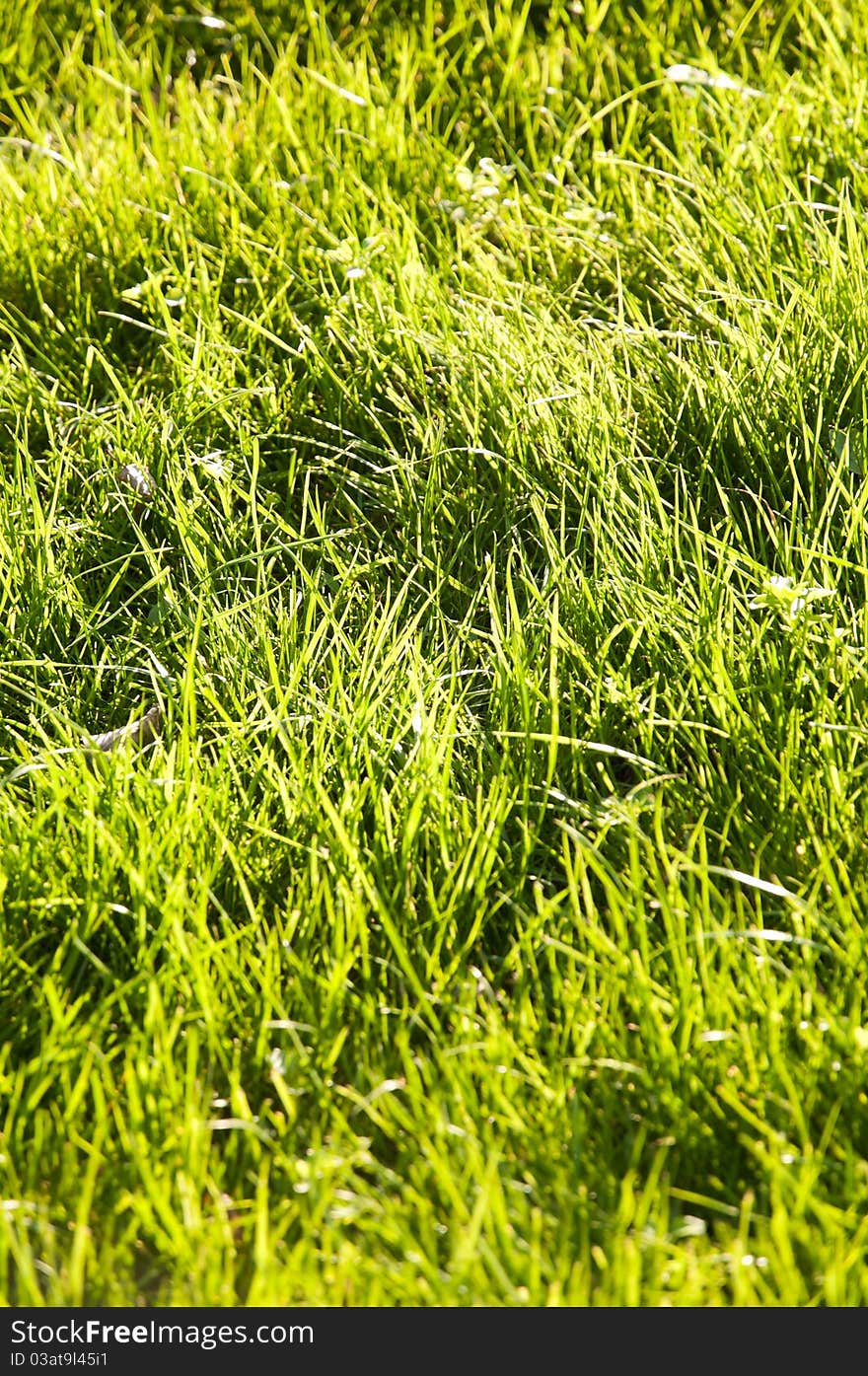 Patch of green grass in the sunset light. Background and ecology concept.