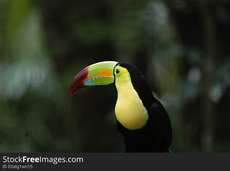 Kee billed Toucan Ramphastos sulfuratus colorful Tucan bird in zoo. Kee billed Toucan Ramphastos sulfuratus colorful Tucan bird in zoo