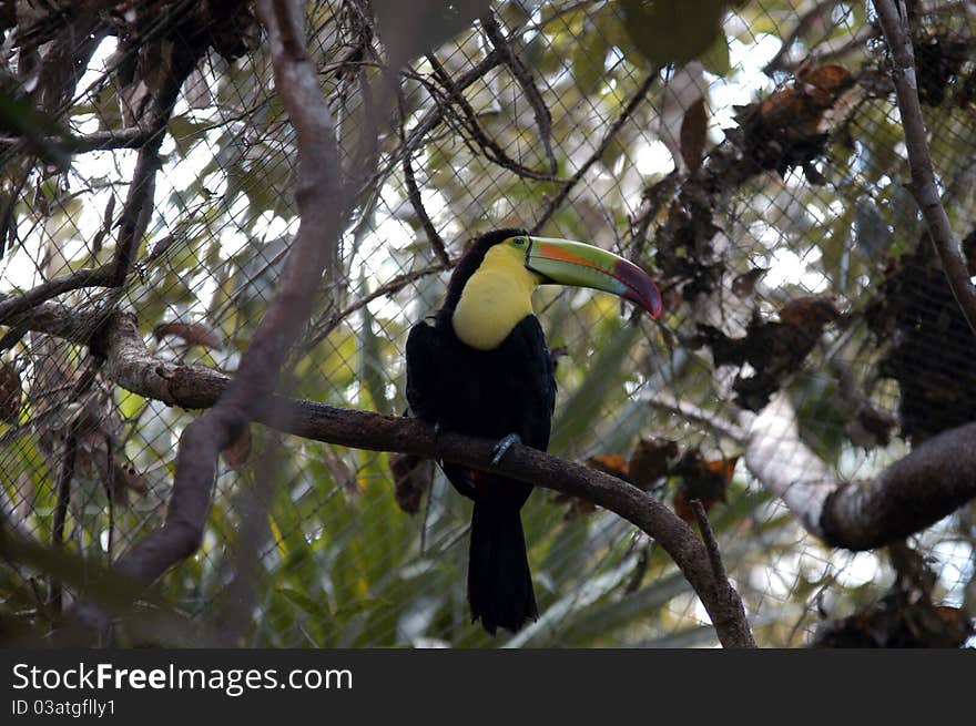 Kee billed Toucan Ramphastos sulfuratus colorful Tucan bird in zoo. Kee billed Toucan Ramphastos sulfuratus colorful Tucan bird in zoo