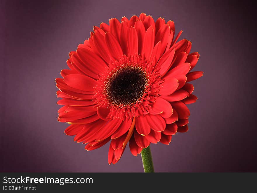 Red gerbera