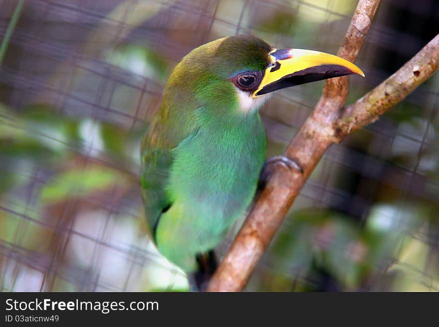 Green tropical bird with yellow/balck beak from Belize zoo. Green tropical bird with yellow/balck beak from Belize zoo