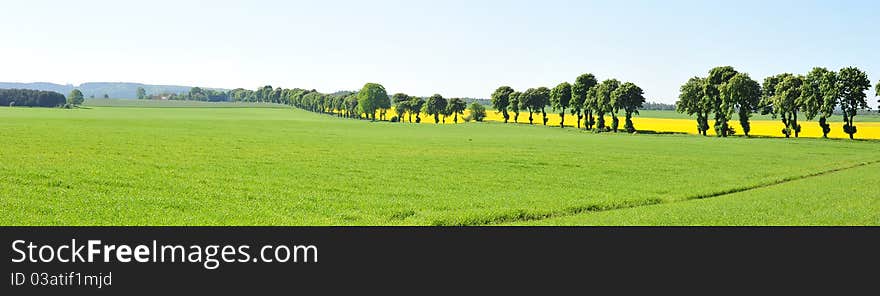 Green and yellow tree landscape. Green and yellow tree landscape