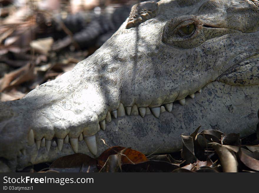 Head of Alligator