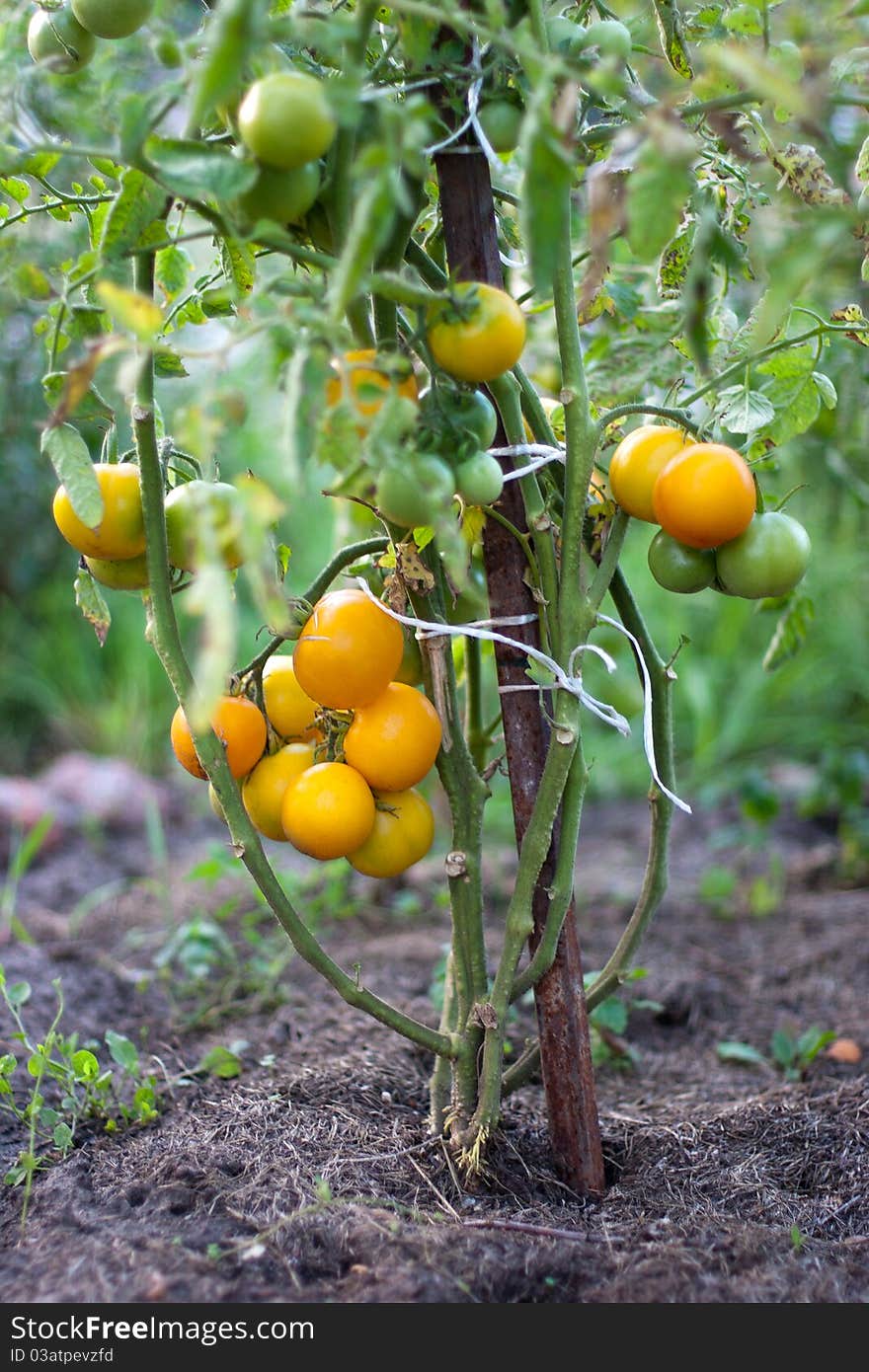 Fresh yellow bio tomatos organically grown. Fresh yellow bio tomatos organically grown