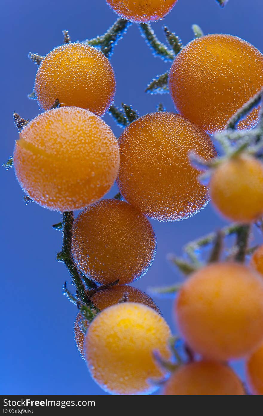 Yellow Tomatoes In Bubbles