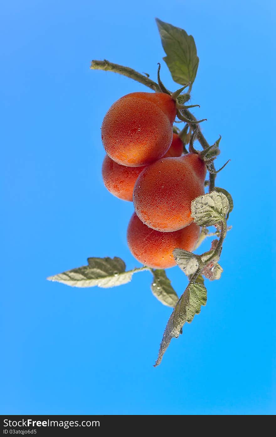 Red tomatoes in bubbles on light blue background. Red tomatoes in bubbles on light blue background