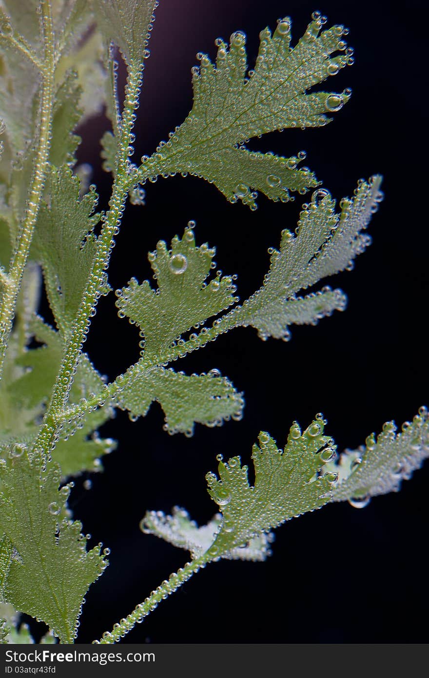 Fresh parsley in bubbles on black background