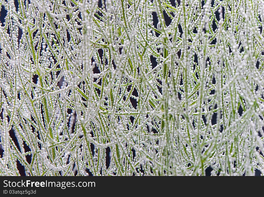 Fennel leaves covered by bubbles. Fennel leaves covered by bubbles