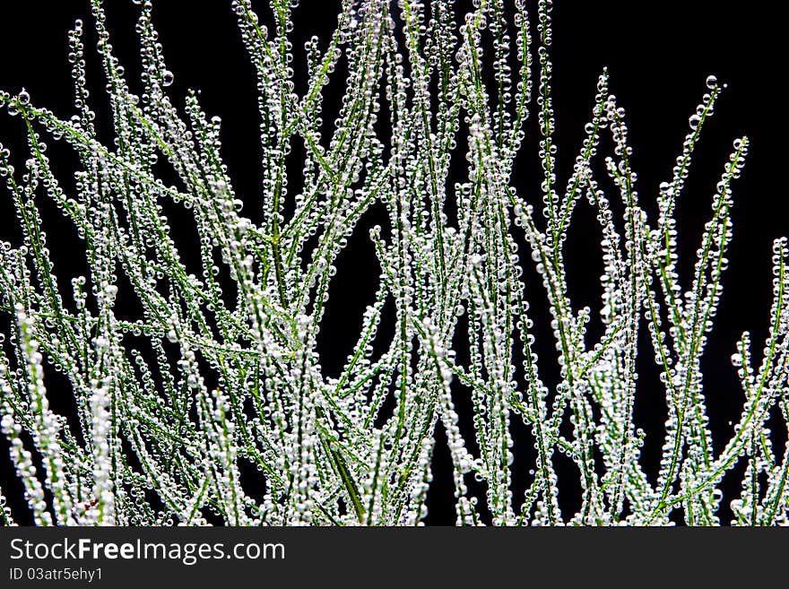 Fresh fennel leaves covered by bubbles. Fresh fennel leaves covered by bubbles