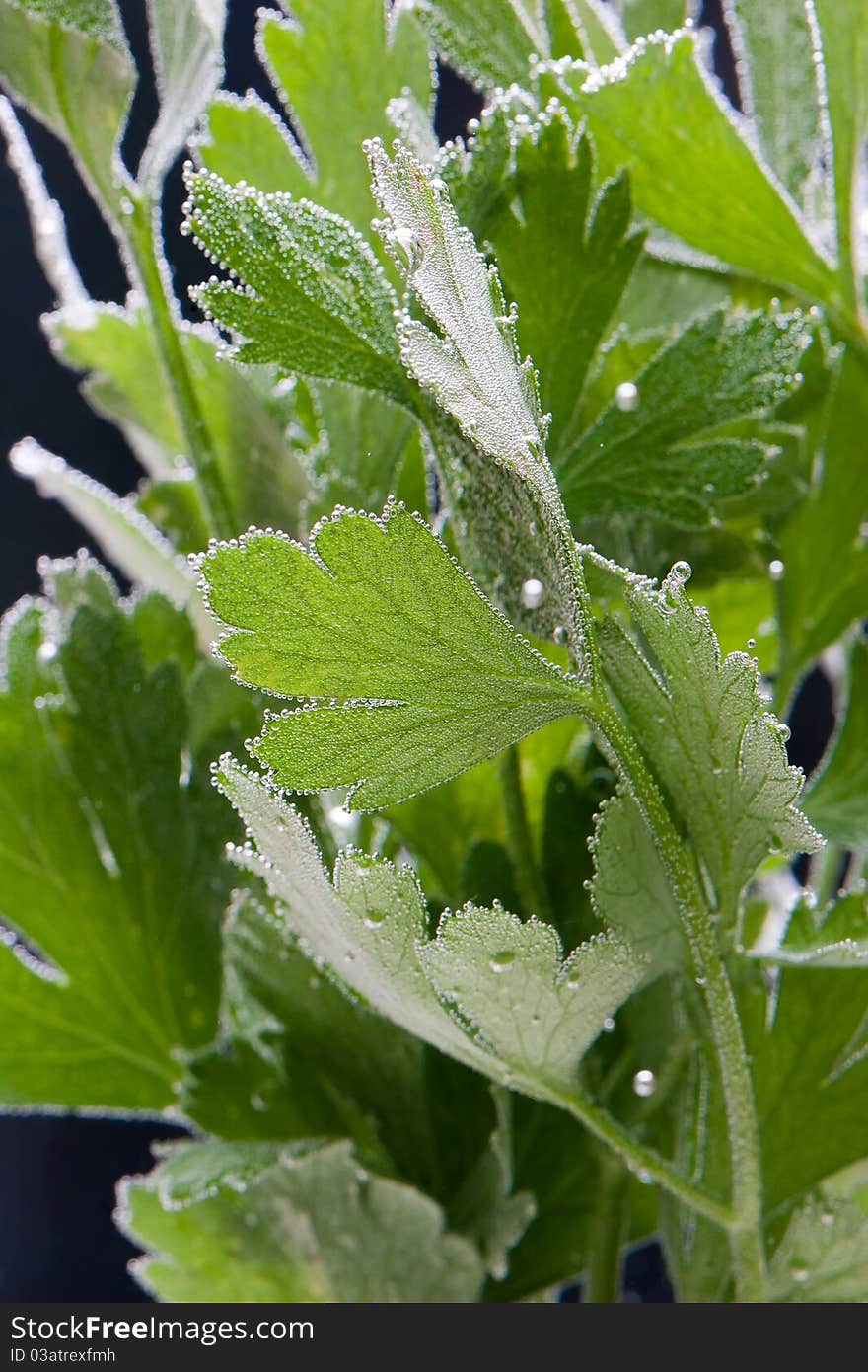 Fresh parsley leaves in bubbles on black background. Fresh parsley leaves in bubbles on black background