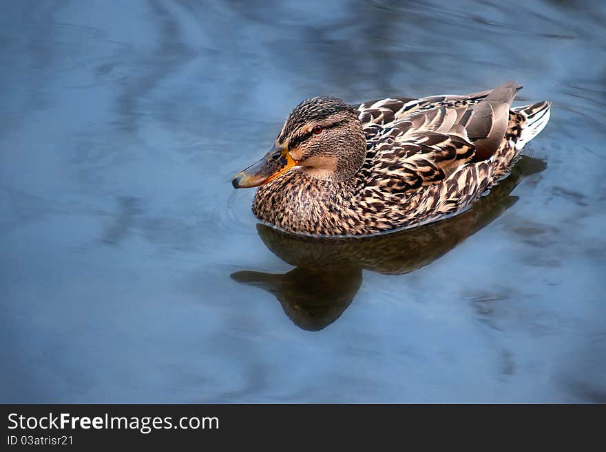 Photo with a wild duck swimming in blue water