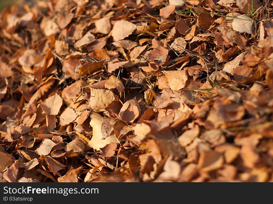 Ginger autumn birch leaves background. Ginger autumn birch leaves background