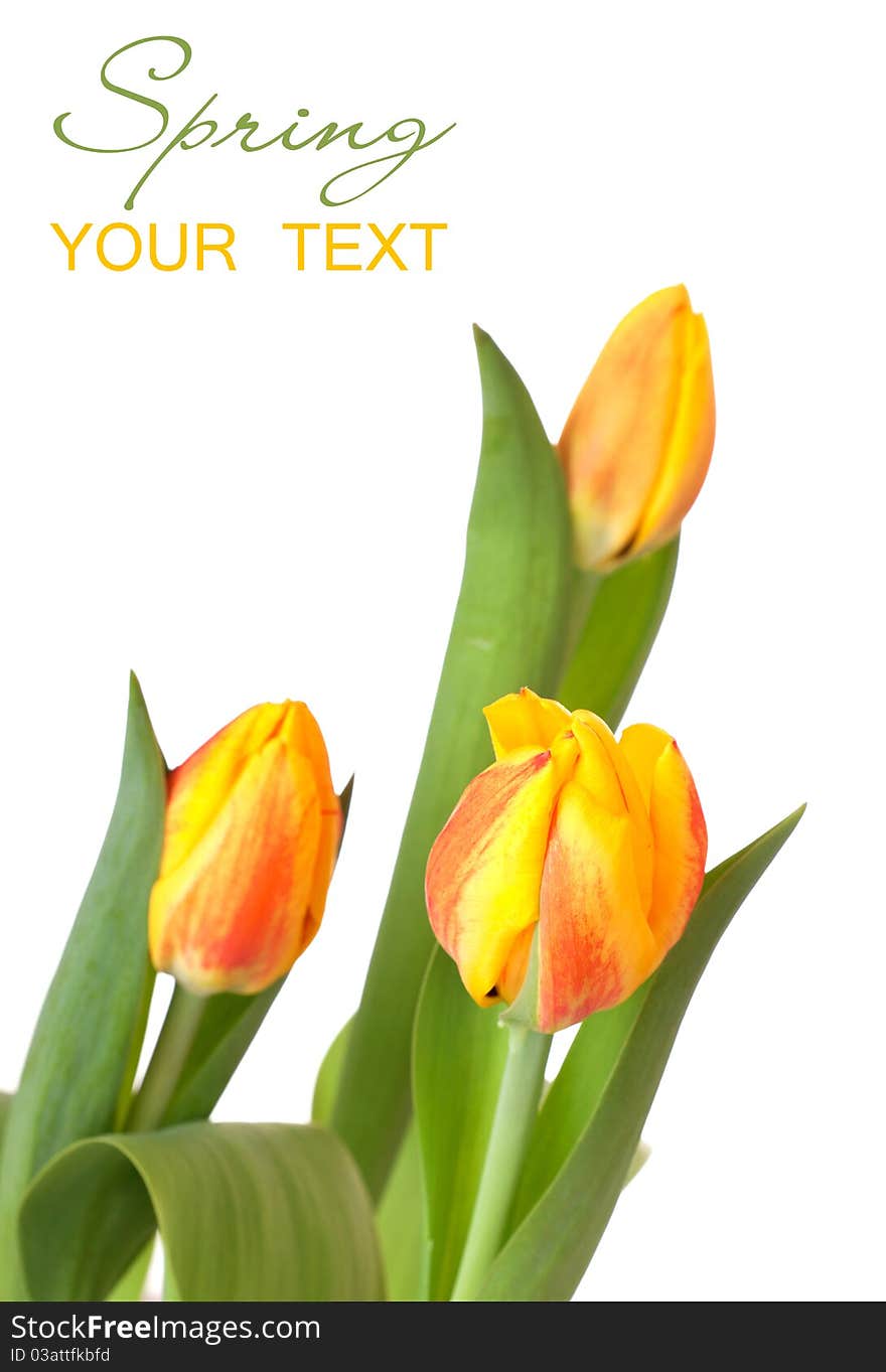 Yellow Tulips Isolated On White Background