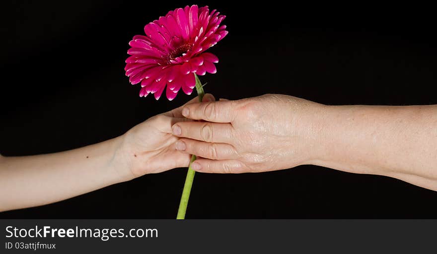 Little girl gives a flower to grandmother. Little girl gives a flower to grandmother