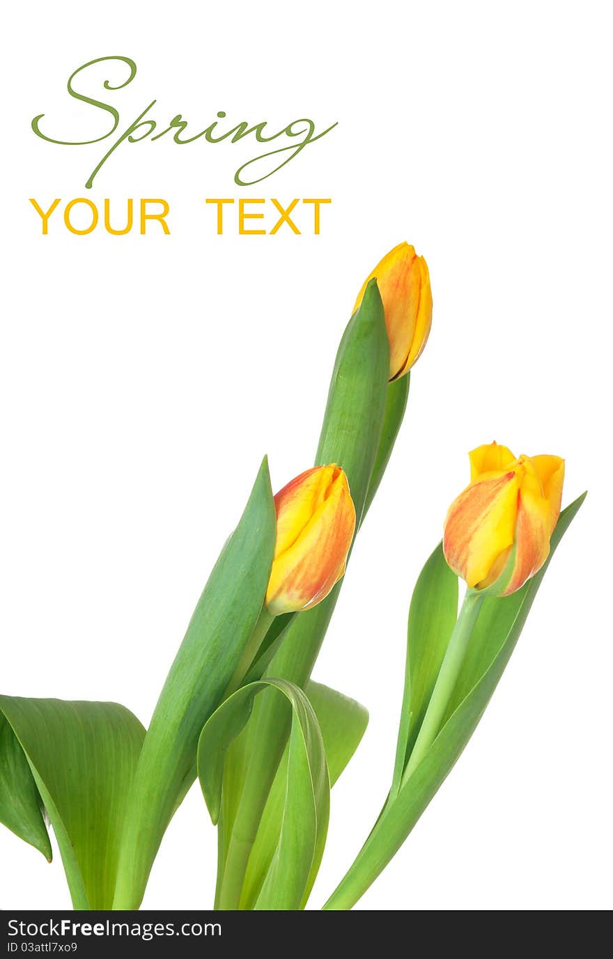 3 Yellow tulips isolated on white background