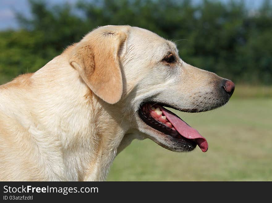 Portrait of an adult female labrador done in a professional breeding in Italy