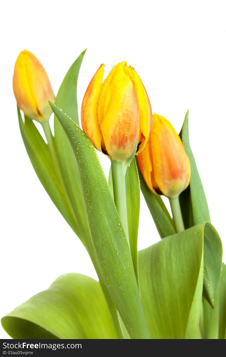 Yellow Tulips Isolated On White Background