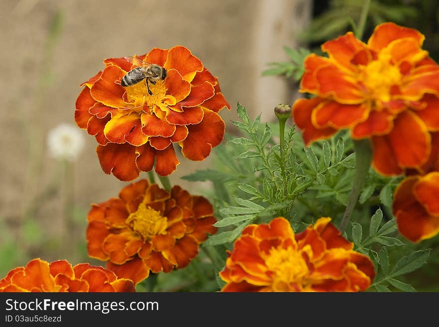 Bee on flower