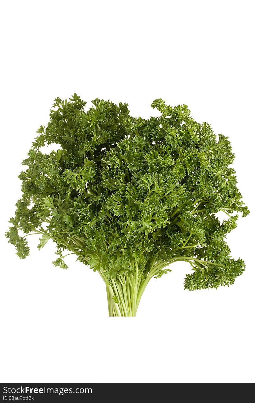 Curly parsley