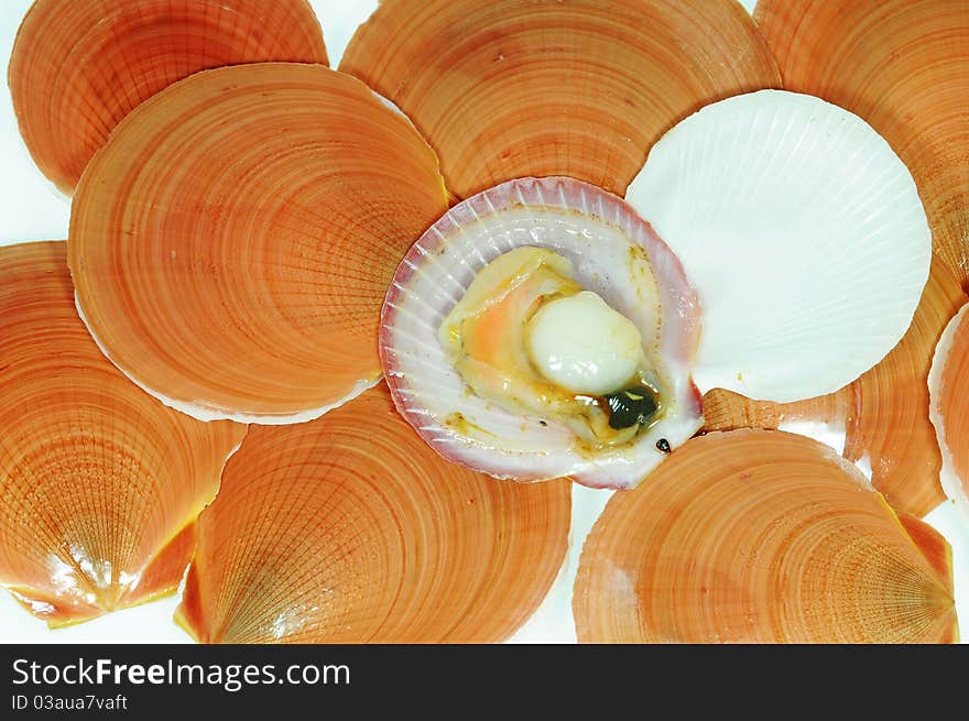 Fresh Scallop