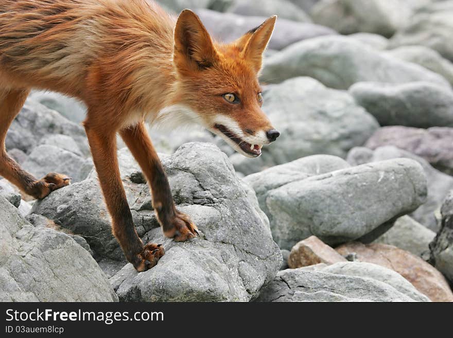 Bright red fox with grey stone on the background