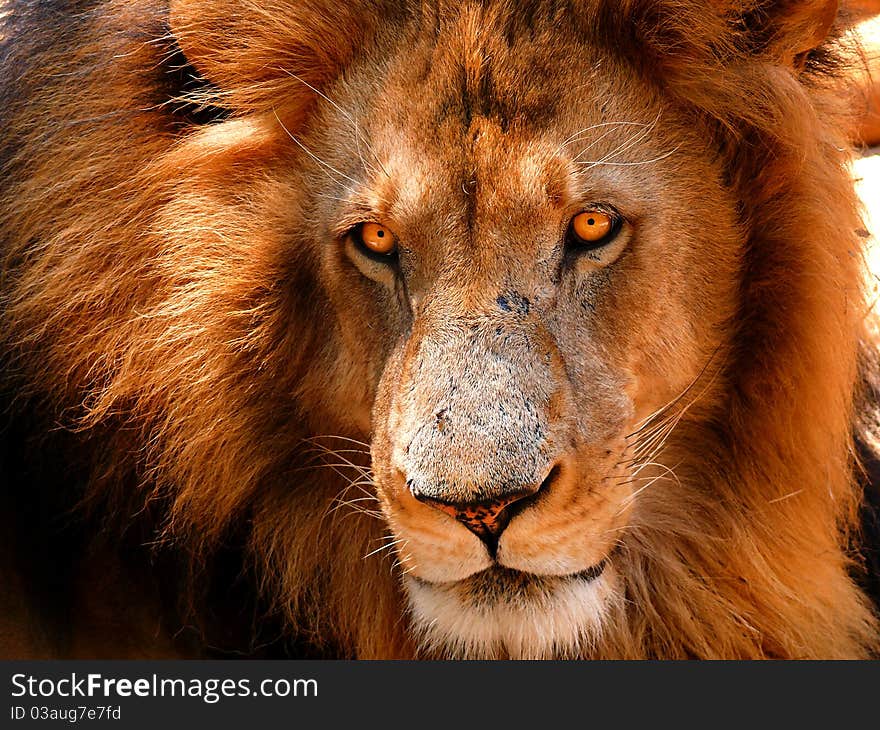 This huge male lion had impressive piercing eyes. This huge male lion had impressive piercing eyes