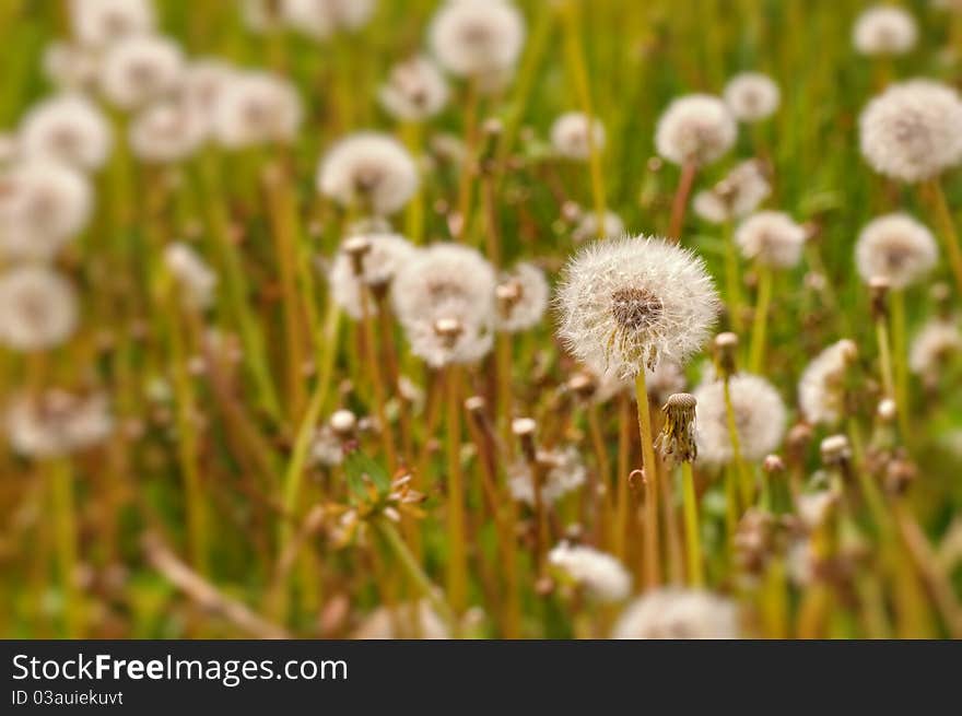 Dandelion Field