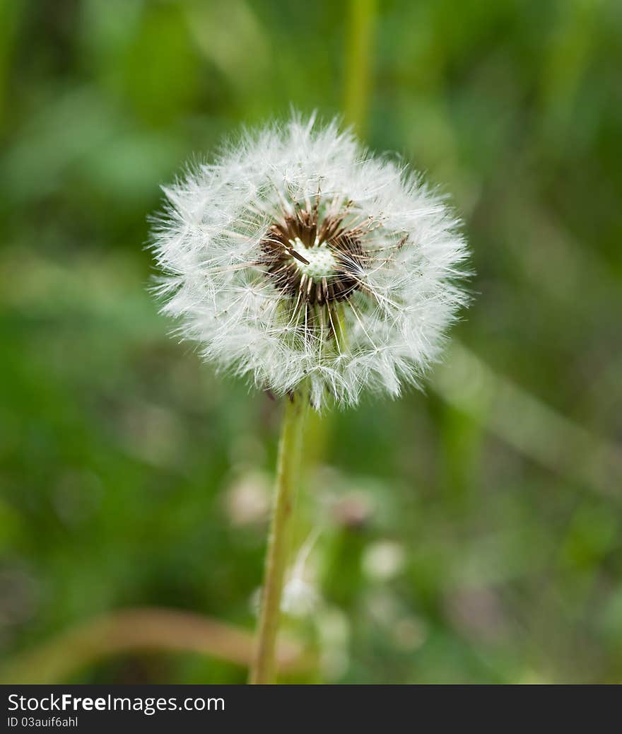 Dandelion