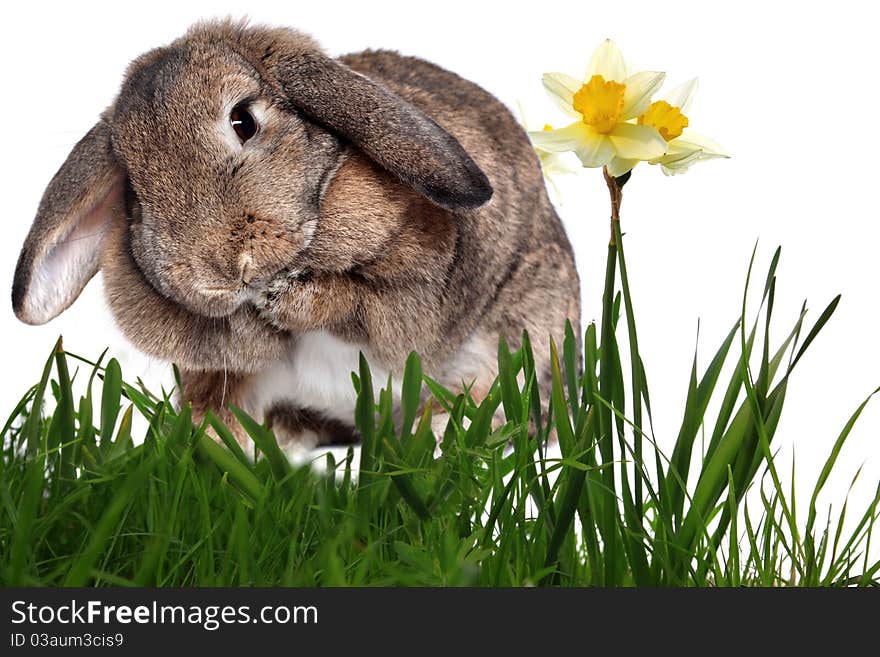 Adorable rabbit in green grass with yellow spring daffodils isolated on white