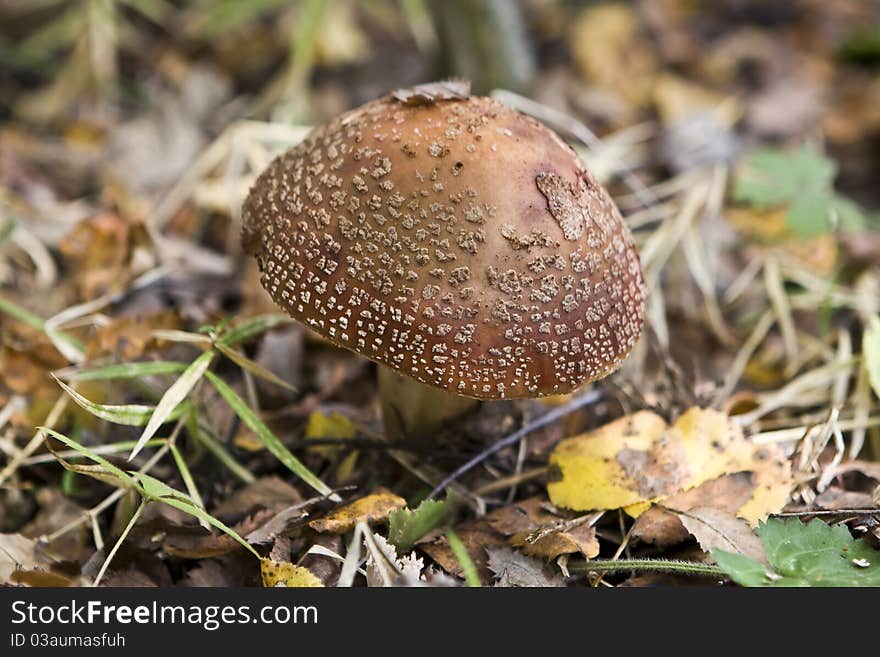 A close-up shot of a brown toadstool in the autumnal forest