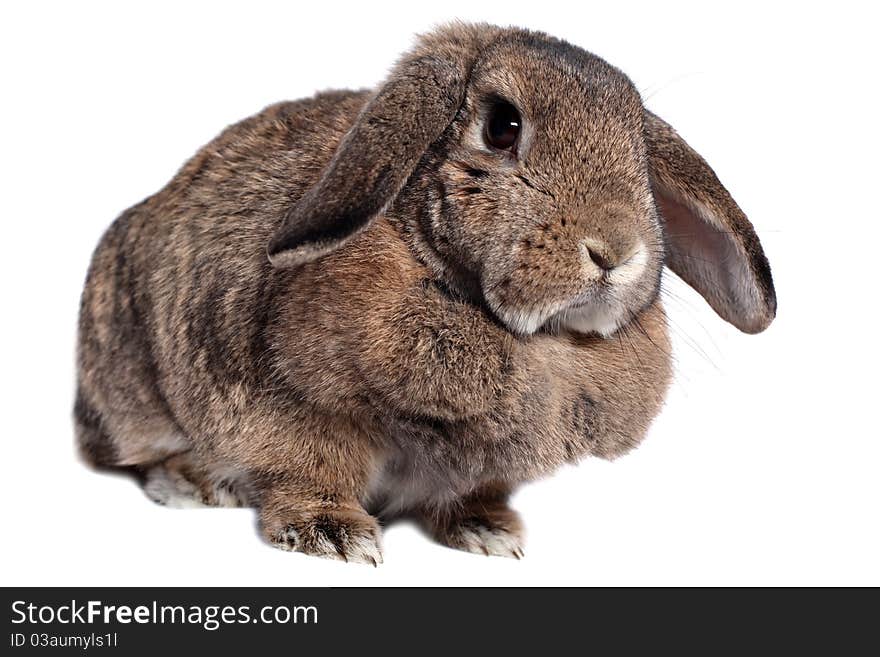 Adorable rabbit isolated on a white