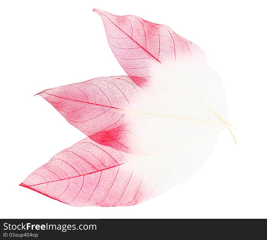 Leaves isolated on white background