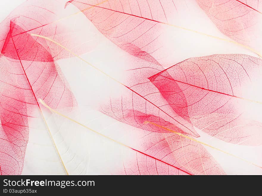 Leaves isolated on white background