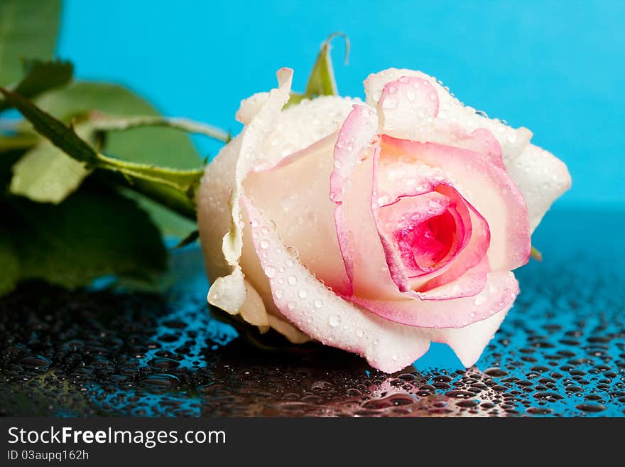 Pink rose on blue background