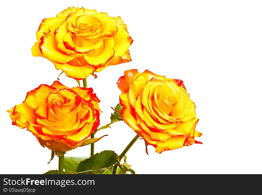 Yellow roses isolated on white background