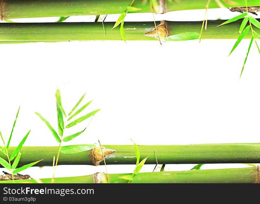 Bamboo isolated on white background