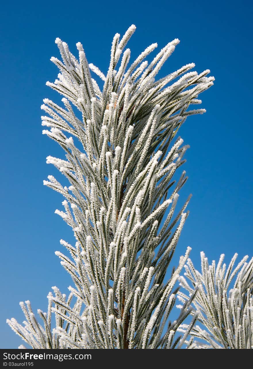 Frozen pine branch close up