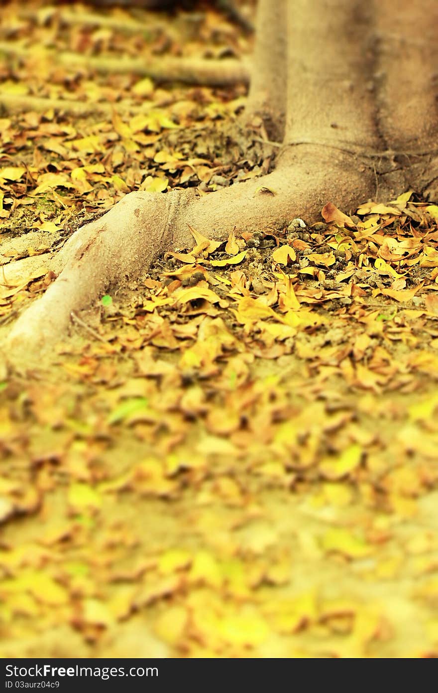 Falling leaves under the tree. Falling leaves under the tree