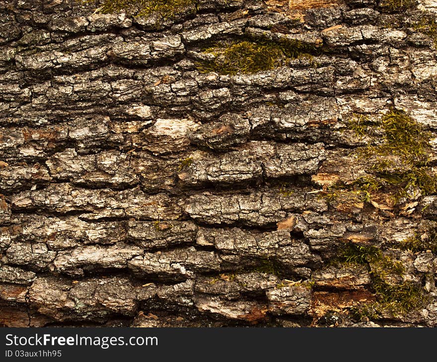 Close Up of a piece of lumber. Close Up of a piece of lumber