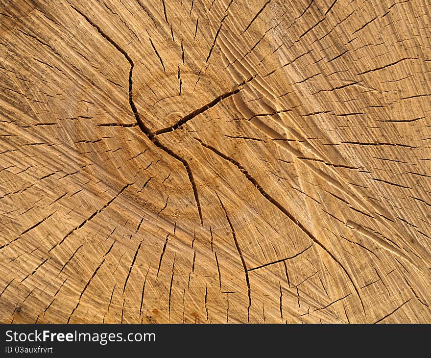 Close Up of a piece of lumber. Close Up of a piece of lumber