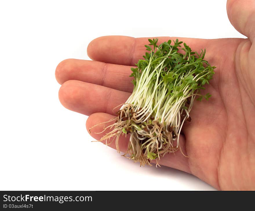 Hand holding some fresh and healthy cresses. Hand holding some fresh and healthy cresses