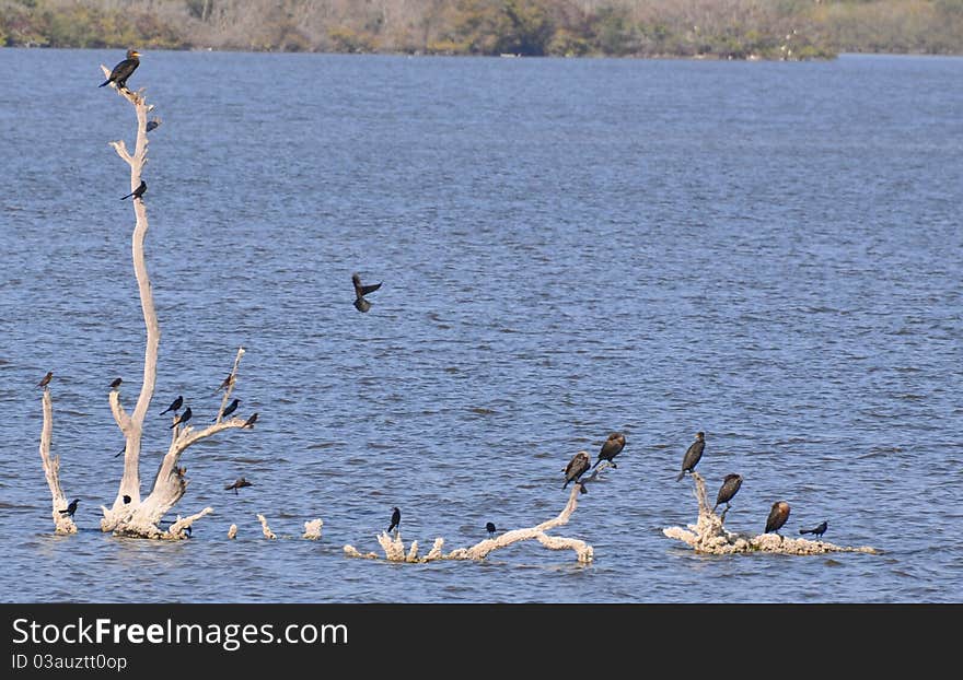 In the middle of a tropical lagoon, these warm-weather birds rest and play. In the middle of a tropical lagoon, these warm-weather birds rest and play