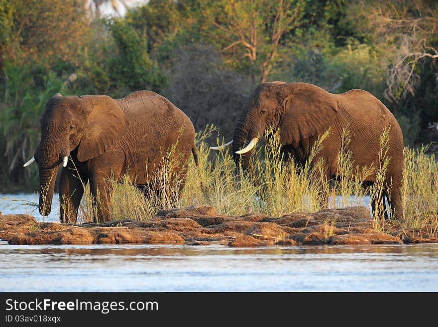 Pair of elephants on the bank of the river