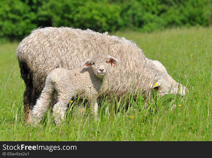 Mum sheep and her baby lamb