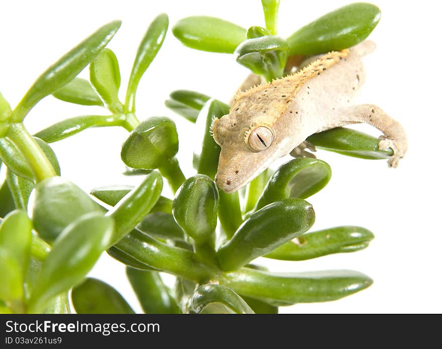 Gecko on plant