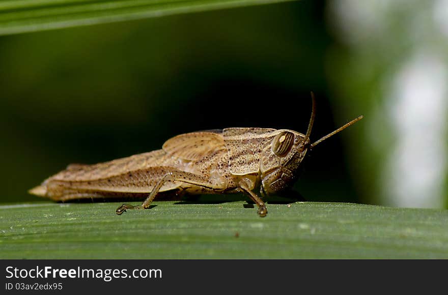 Baby Grass Hopper with undeveloped wings. Baby Grass Hopper with undeveloped wings.