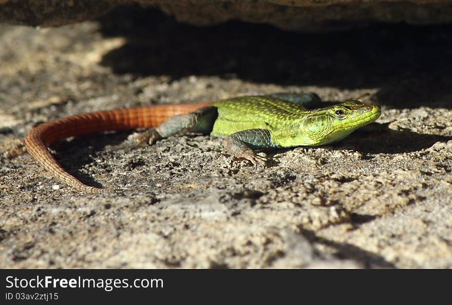 A male Flat lizard displays a bright green body, as well as a bright orange tail during breeding season to attract females. these Males often do not survive long in the African bush as predators can spot and find them very easily during this time, keeping the gravid female's chances of survival to a maximum. A male Flat lizard displays a bright green body, as well as a bright orange tail during breeding season to attract females. these Males often do not survive long in the African bush as predators can spot and find them very easily during this time, keeping the gravid female's chances of survival to a maximum