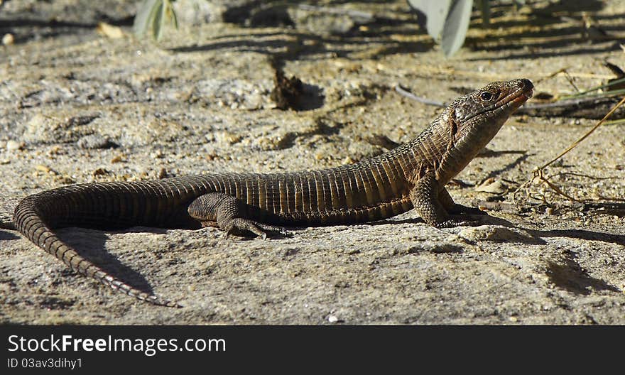 Giant plated lizard