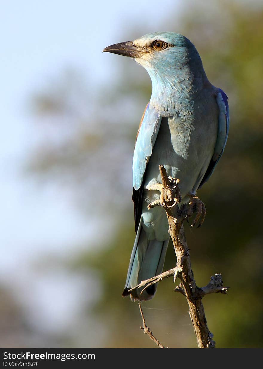 European roller perched on a bush; Coracias Garrulus