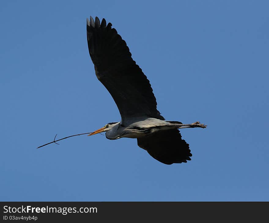 Flying Grey Heron